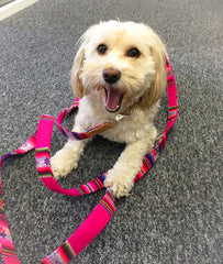 Pink Inca Cafe Dog Lead by Hiro and Wolf