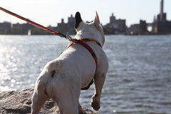 Dakar Cafe Dog Lead by Hiro and Wolf