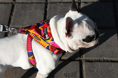 Dakar Dog Harness by Hiro and Wolf