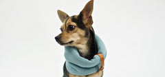 Inko Turquoise Dog Scarf by Labbvenn