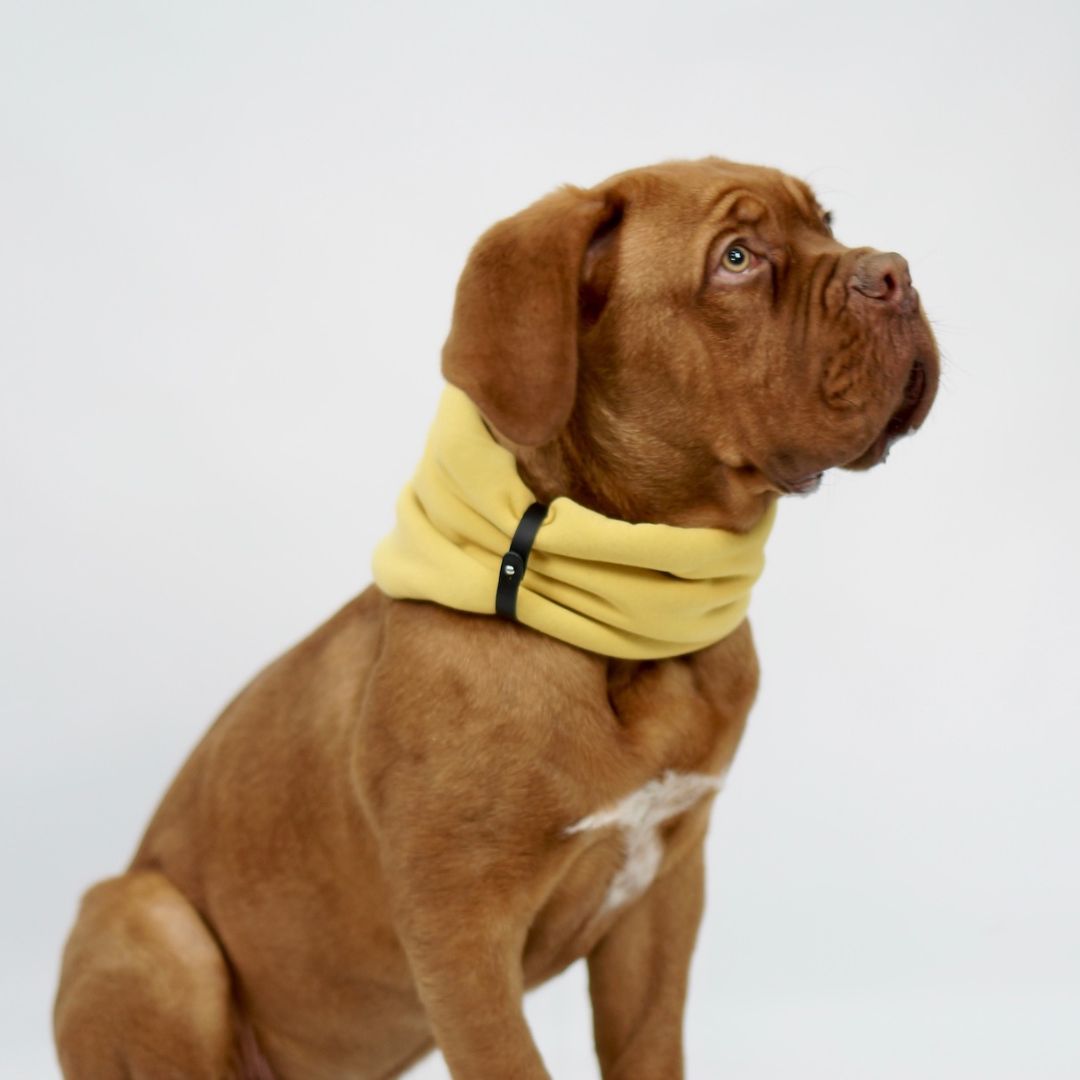 Inko Gold Dog Scarf by Labbvenn