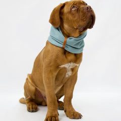Inko Turquoise Dog Scarf by Labbvenn