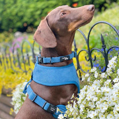 Jaguar Blue Cord Dog Collar