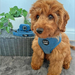 Jaguar Blue Cord Dog Harness