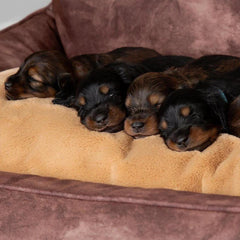 Kensington Box Dog Bed - Chocolate