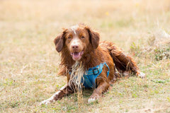 Light Blue Padded Reflective Dog Harness