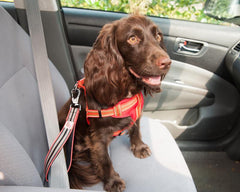 Traffic Lead & Safety Belt Attachment