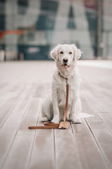 Lussa Natural Italian Camel Leather Dog Lead by Labbvenn