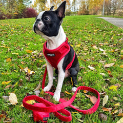 Luxury Red Velvet Dog Harness