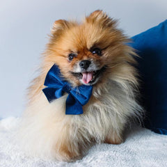 Luxury Royal Blue Velvet Dog Collar And Bow Tie Set