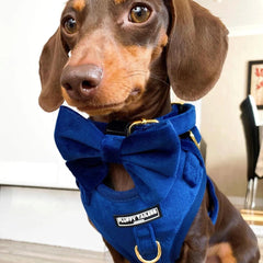 Luxury Royal Blue Velvet Harness, Dog Collar And Bow Tie Set