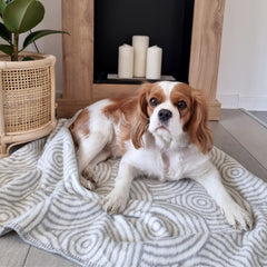 Manno Grey Pet Blanket by Labbvenn