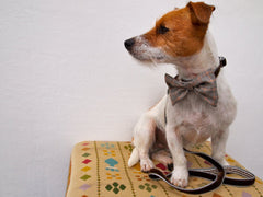 Mini Astaire Bow Tie Puppy Collar and Lead Set