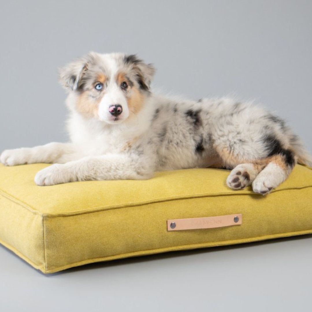 Movik Honey Cushion Dog Bed by Labbvenn