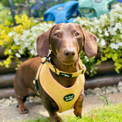 Mustard Yellow Cord Dog Collar