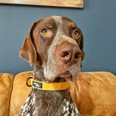 Mustard Yellow Cord Dog Collar