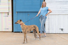 Inca Blue Hound Collar by Hiro and Wolf
