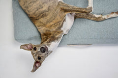 Nordic Oslo Dog Bed by Labbvenn