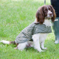 Olive Quilted Waterproof Dog Coat | Mutts and Hounds