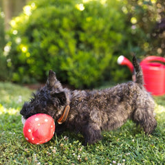 P.L.A.Y Blooming Buddies Mutt Mushroom Dog Toy