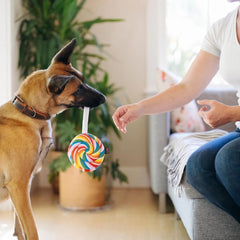 P.L.A.Y Snack Attack Lollipup Dog Toy
