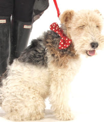 Mrs Phillips Bow Tie Designer Dog Collar | Scrufts