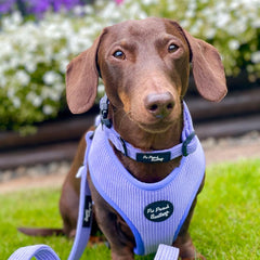 Pastel Purple Cord Dog Collar