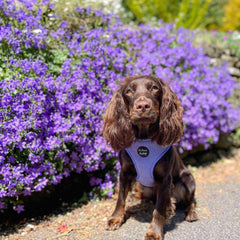 Pastel Purple Cord Dog Harness
