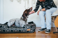 Solstice Stormy Night Lounge Dog Bed by P.L.A.Y