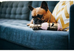 P.L.A.Y Barking Bubbly Muttscato Plush Dog Toy