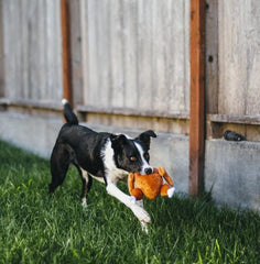 P.L.A.Y Christmas Roast Turkey Plush Dog Toy