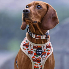 Pumpkin Patch Cart Dog Collar
