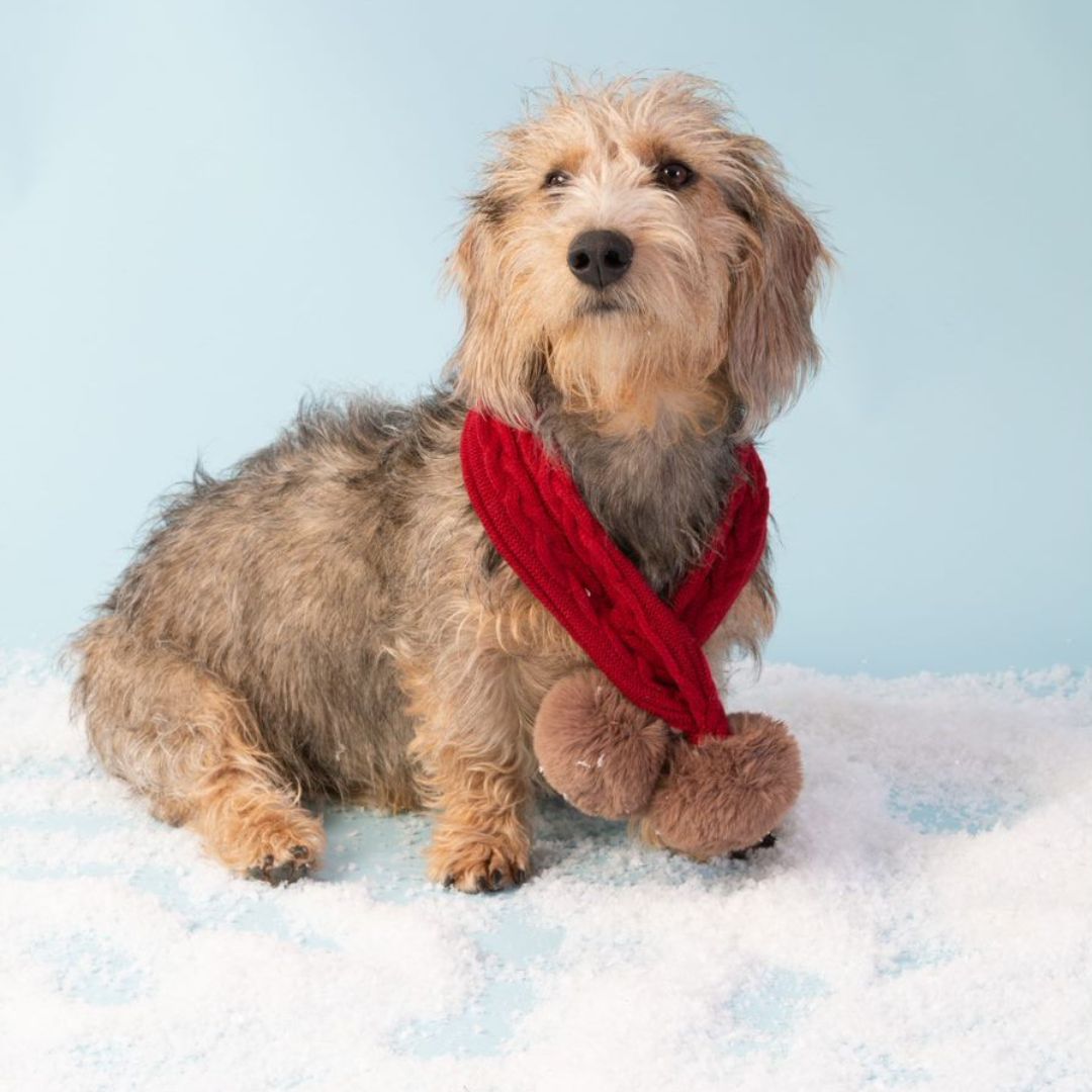Red Cable Knit Dog Scarf With Pom Poms by House of Paws