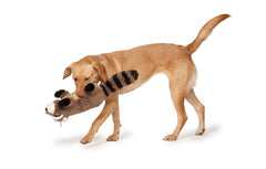 Ricky the Raccoon Plush Dog Toy by Danish Design