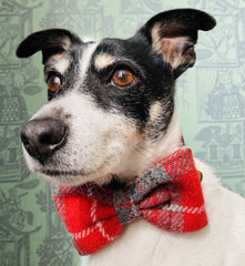 Ruby Red Harris Tweed Dog Collar With Detachable Bow Tie