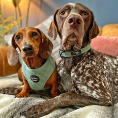 Sage Green Cord Dog Collar