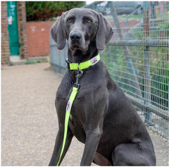 Urban Trek Neon Yellow Dog Lead