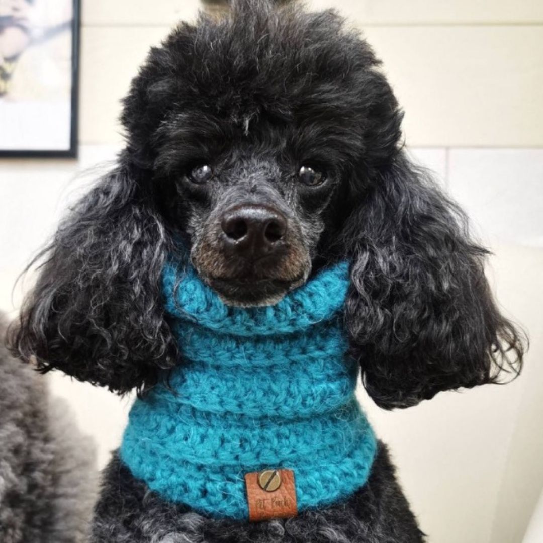 Teal Classic Snood For Dogs | Pet Pooch Boutique