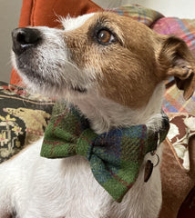 Teazel Harris Tweed Dog Collar With Detachable Bow Tie