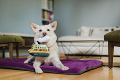 P.L.A.Y Canine Commute Ferry Dog Toy