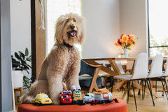 P.L.A.Y Canine Commute Express Train Dog Toy