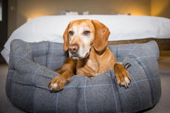 Country and Twee Check Dog Bed