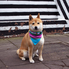 Hiro And Wolf Blue Inca Dog Bandana