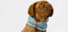 Inko Turquoise Dog Scarf by Labbvenn