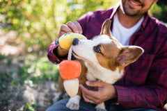 P.L.A.Y Howling Haunts Canine Corn Halloween Dog Toy