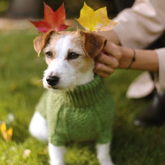 Wooldog Classic Monstera Green Hand-Knitted Dog Jumper