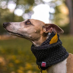 Wooldog Supreme 100% Merino Wool Dog Neck Cowl in Deep Steel Grey