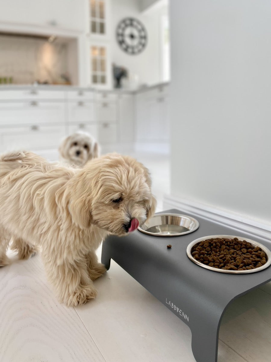 Raised puppy feeders bowls at Chelsea Dogs