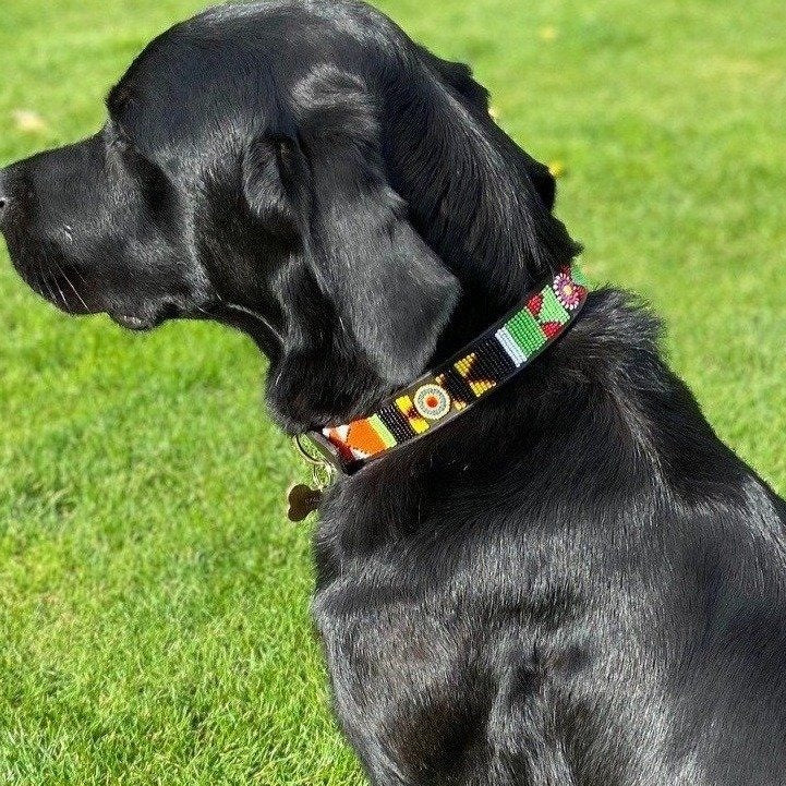 Beaded Dog Collars & Leads