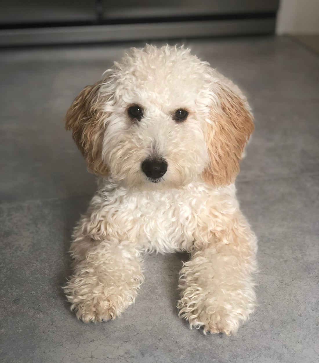 Cavapoochon beds, collars and accessories